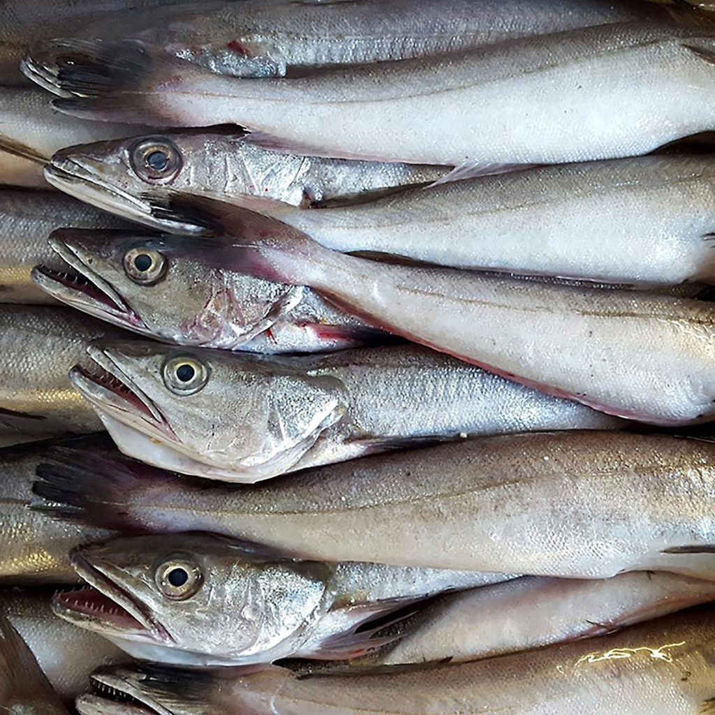 Pijotas - Pescadería La Gambita - Confianza, cercanía y calidad.